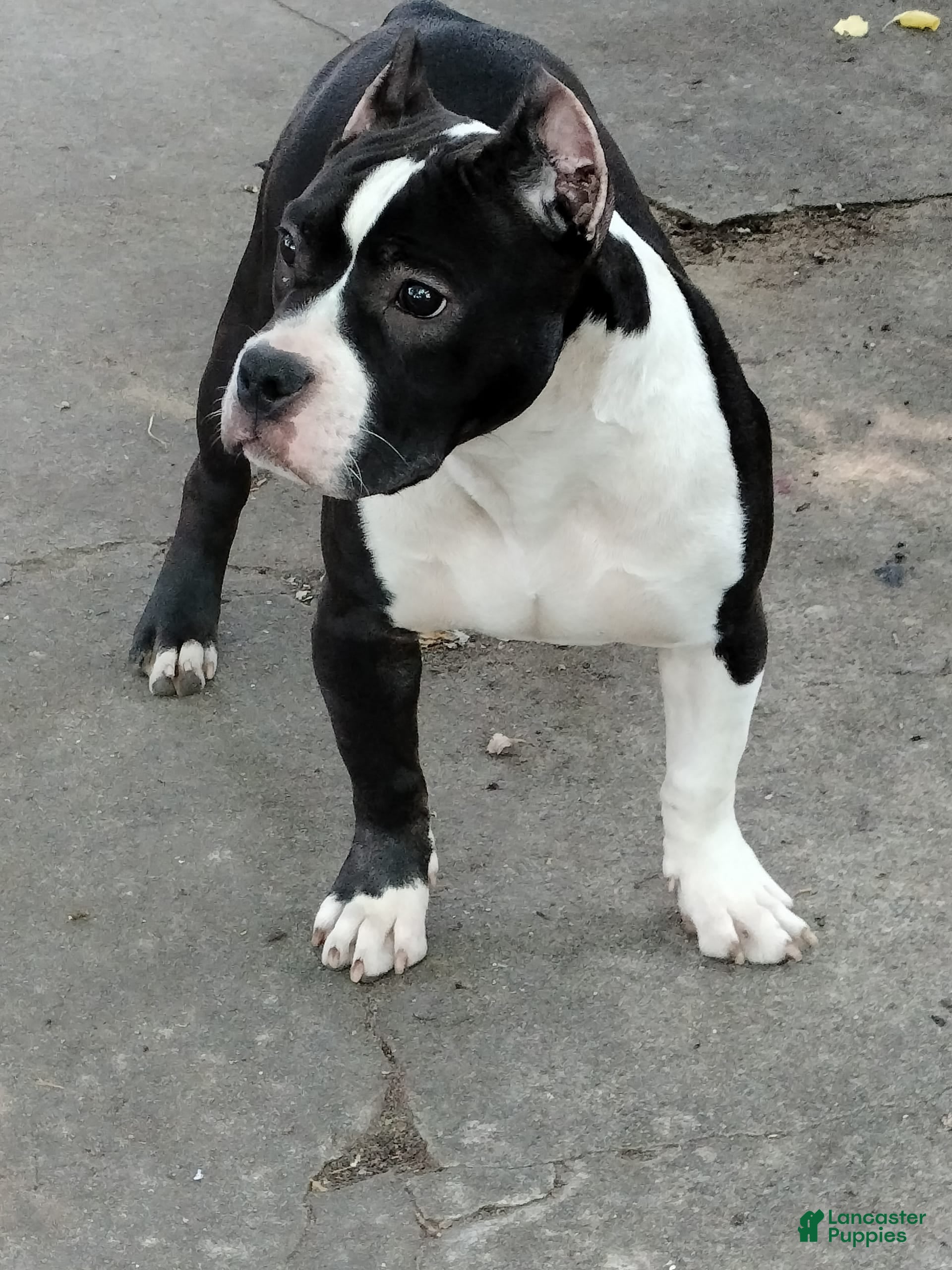 American Bully dogs Yoyo - Ad 41