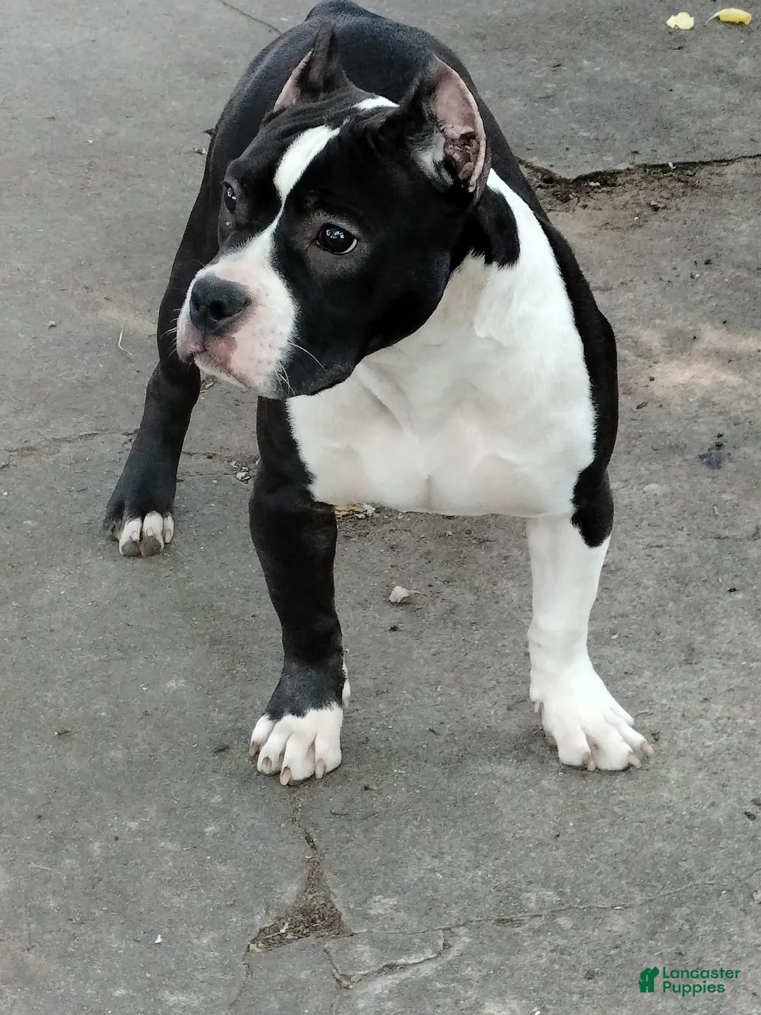 American Bully dogs for sale: Yoyo - Ad 1