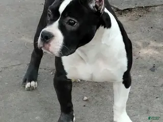 American Bully dogs Yoyo - Ad 28