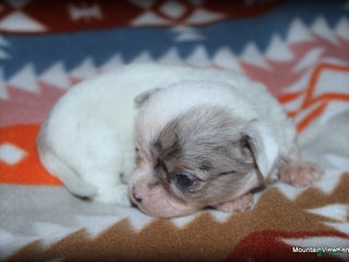 Chihuahua dogs - Ad 19