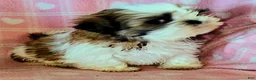 Shih Tzu dogs for sale: Star - Ad 8