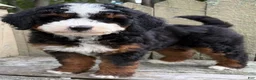 Mini Bernedoodle dogs for sale: 💙IN BOSTON MASSACHUSETTS AREA💙TRADITIONAL TRI COLOR💙MINI BERNEDOODLE BOY💙 - Ad 7