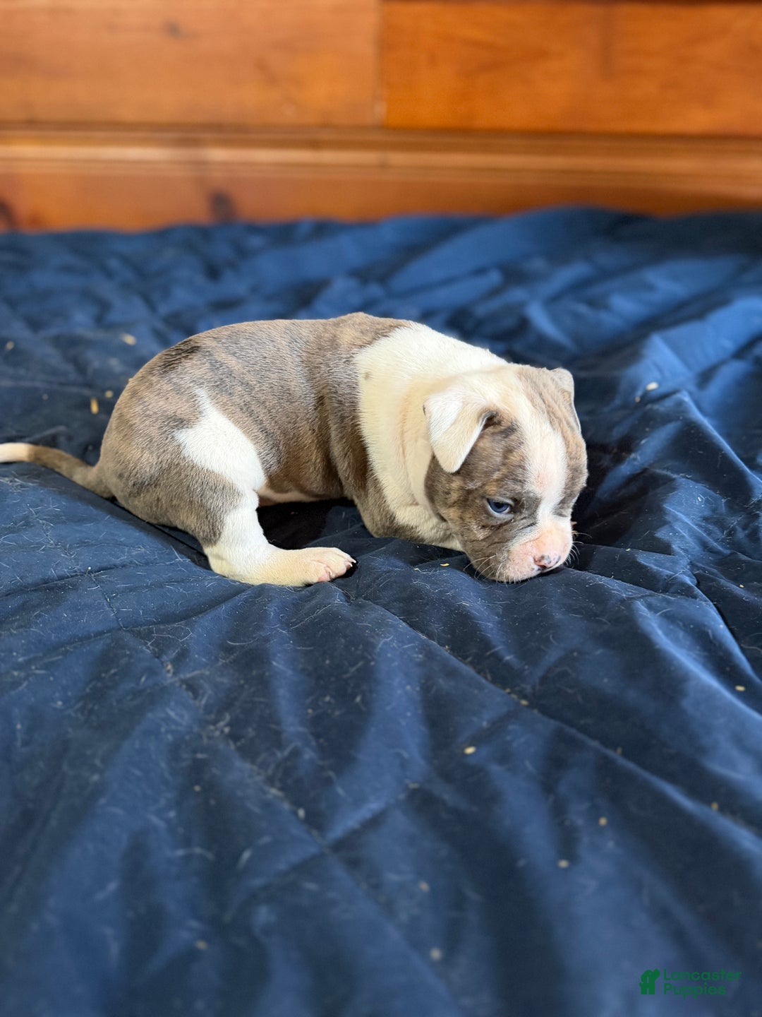 American Bulldog dogs for sale: Rocket - Ad 5