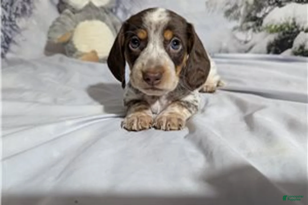 Miniature Dachshund dogs for sale: George - Ad 2