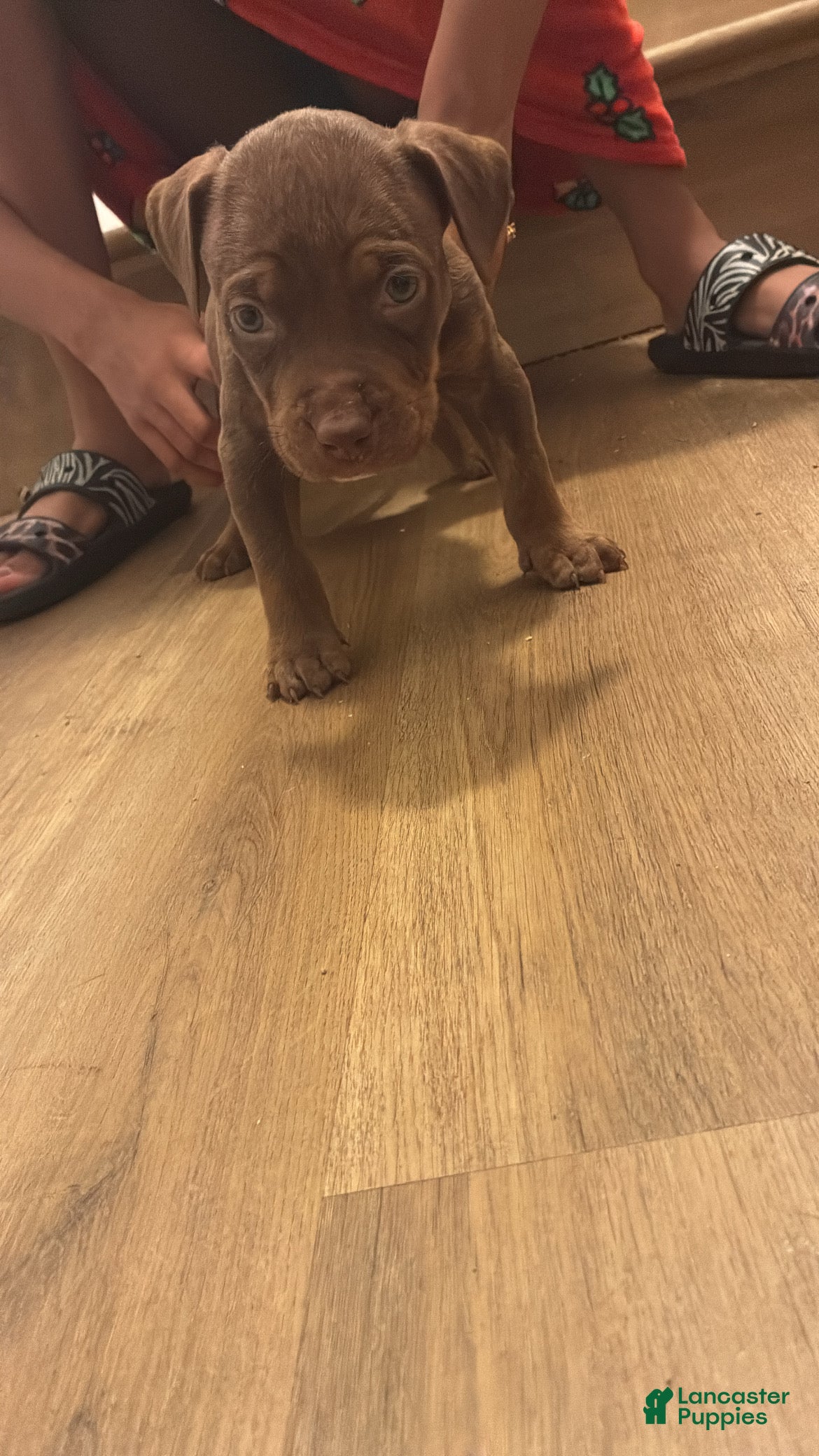 American Bully dogs for sale: American Bully 3 - Ad 42