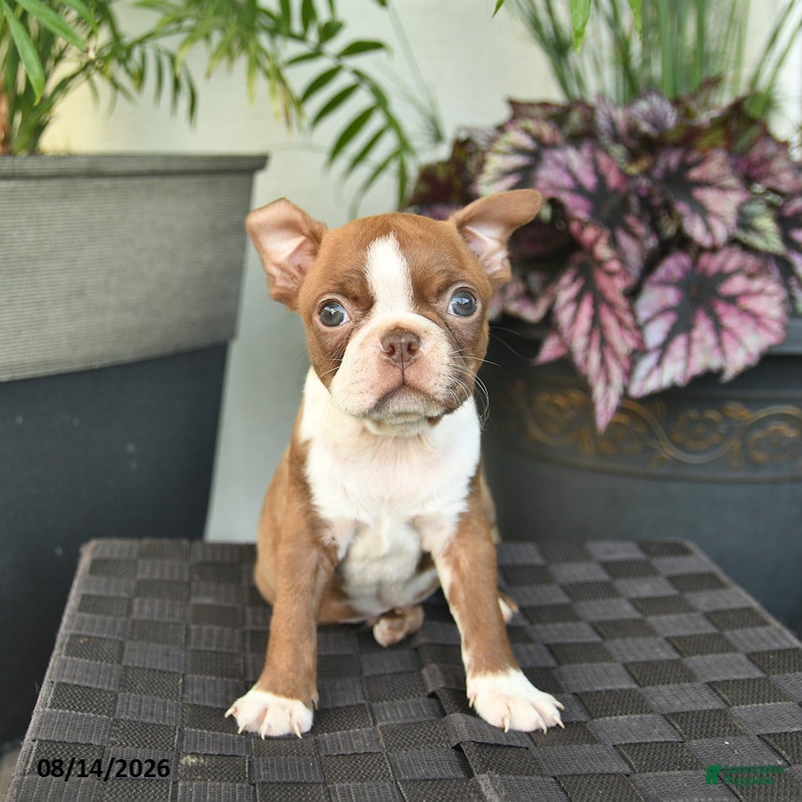 Boston Terrier dogs Wellington - Ad 2