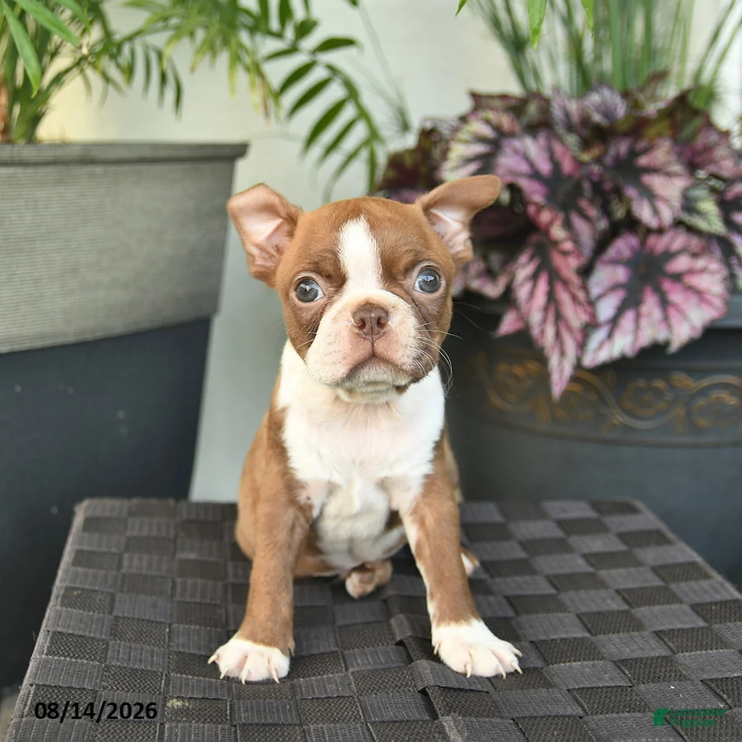 Boston Terrier dogs for sale: Wellington - Ad 2
