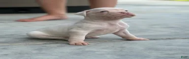 Puppy 3