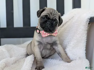Pug dogs for sale: Taco - Ad 1