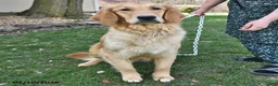 Golden Retriever dogs for sale: Roy  - Ad 20