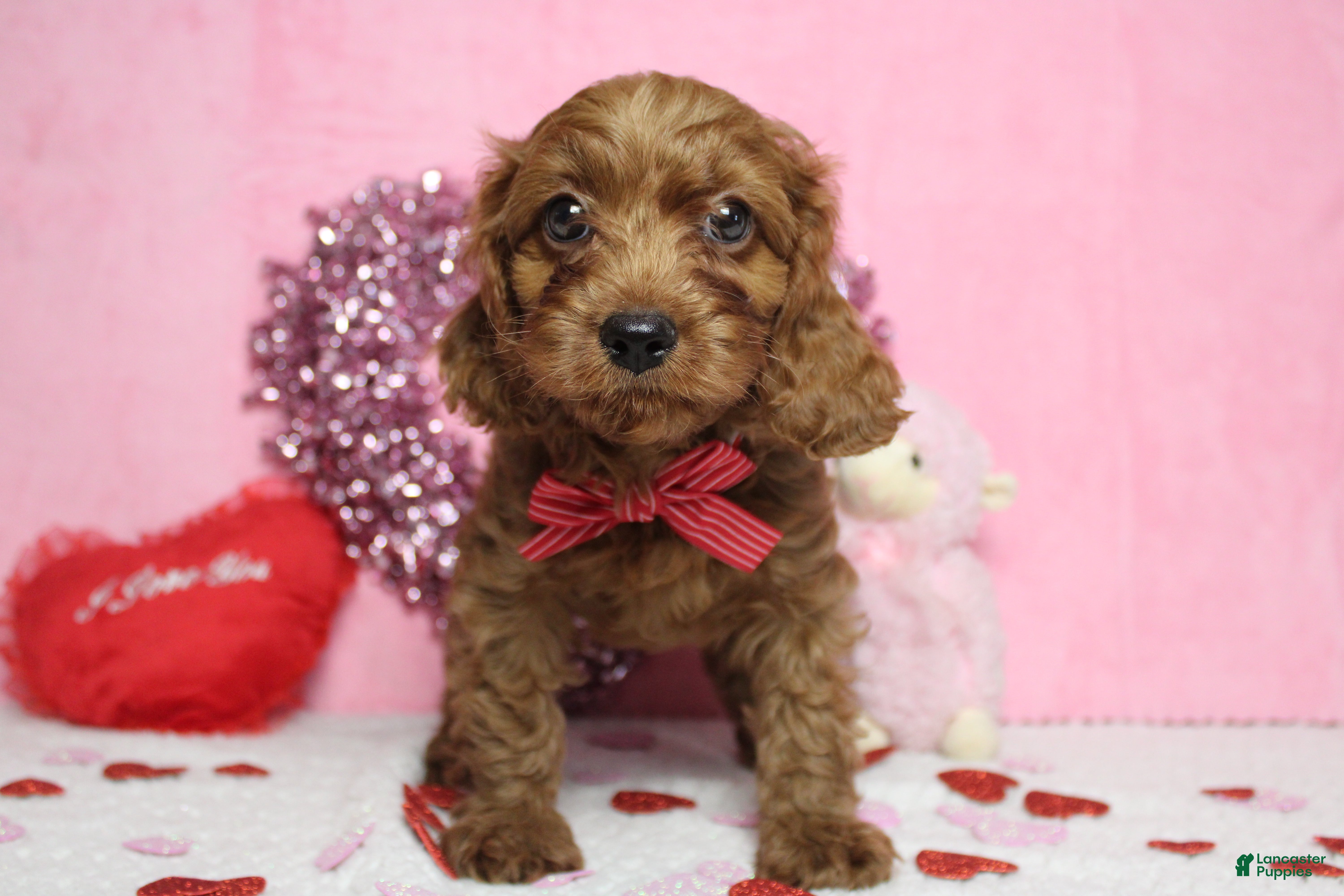 Cavapoo dogs Cinnamon  - Ad 19