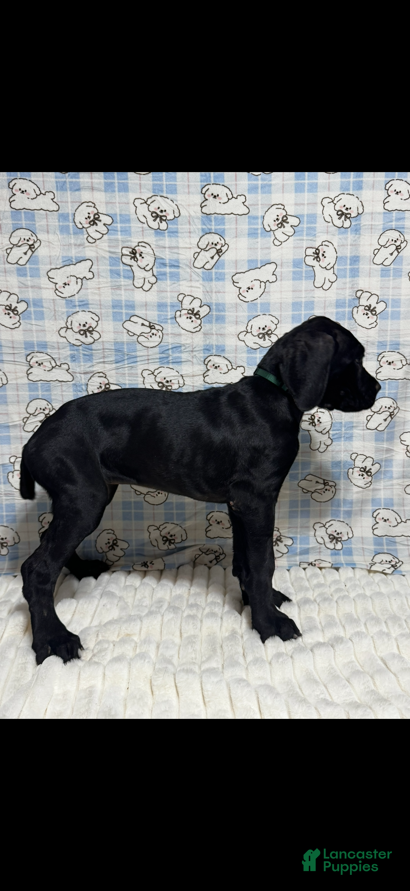 Cane Corso dogs zelda - Ad 2