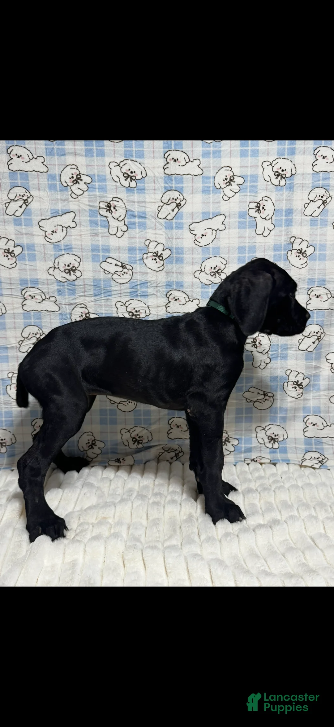 Cane Corso dogs for sale: zelda - Ad 2