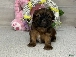 Shih Tzu dogs for sale: Leo - Ad 4