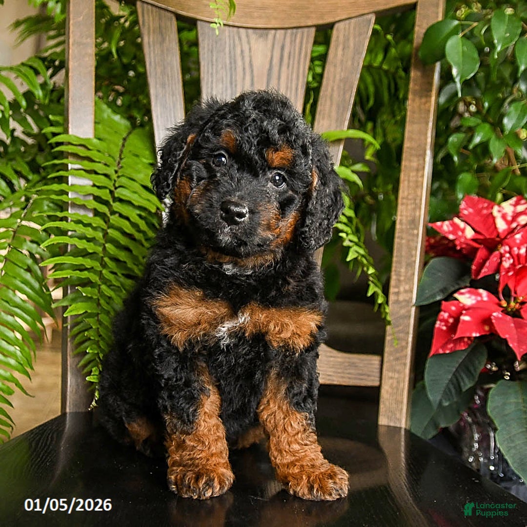 Mini Bernedoodle dogs for sale: Topher - Ad 5