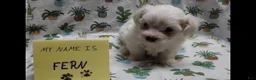 Maltipoo dogs for sale: Fern - Ad 9