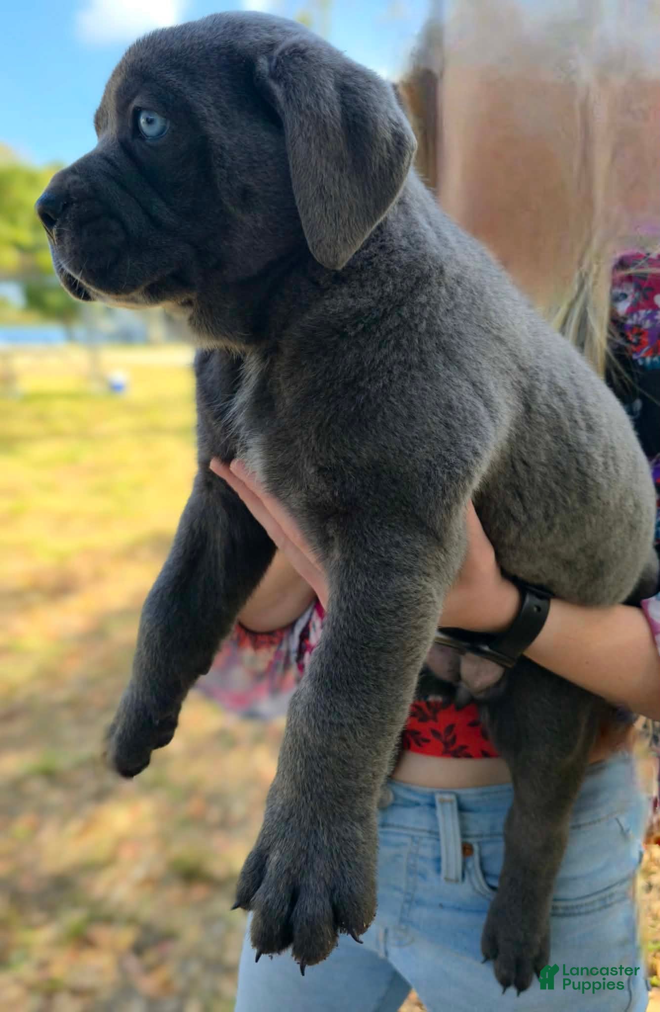 Cane Corso dogs Stella - Ad 2