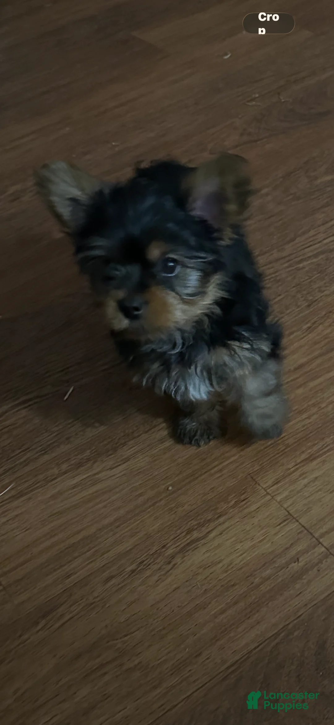 Yorkshire Terrier dogs for sale: Yorkshire Terrier Puppy 3 - Ad 2