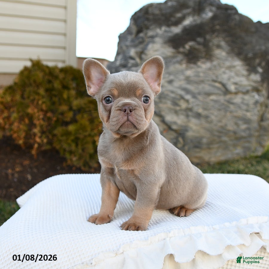 French Bulldog dogs Ivy - Ad 11