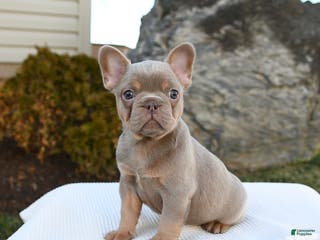 French Bulldog dogs Ivy - Ad 34