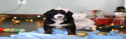 Bernedoodle dogs for sale: Star - Ad 6