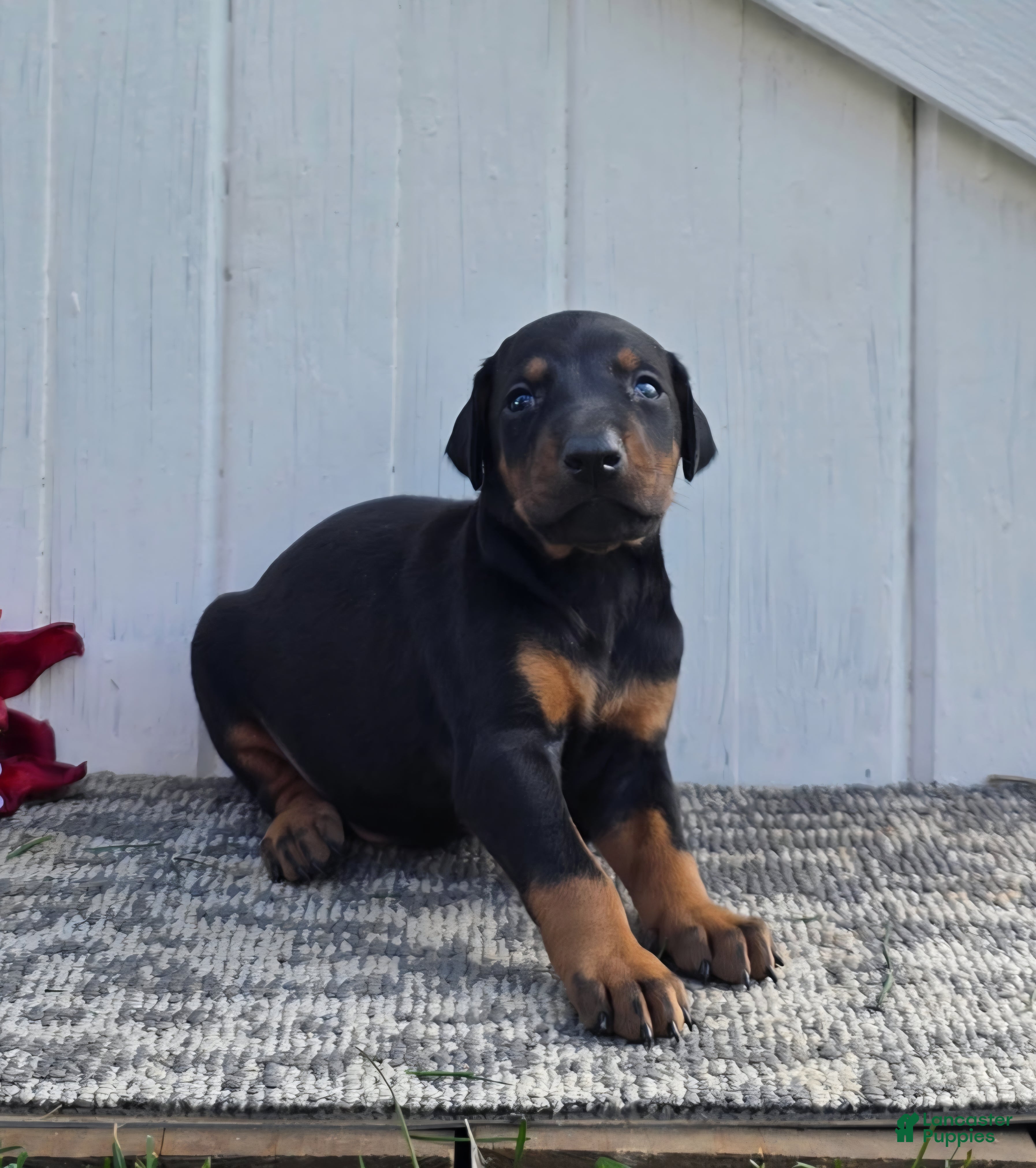 Doberman Pinscher dogs Joseph - Ad 2