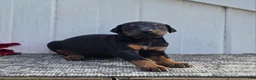 Doberman Pinscher dogs for sale: Joseph - Ad 2