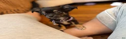 Chihuahua dogs for sale: Negrita 3lbs fully grown - Ad 1