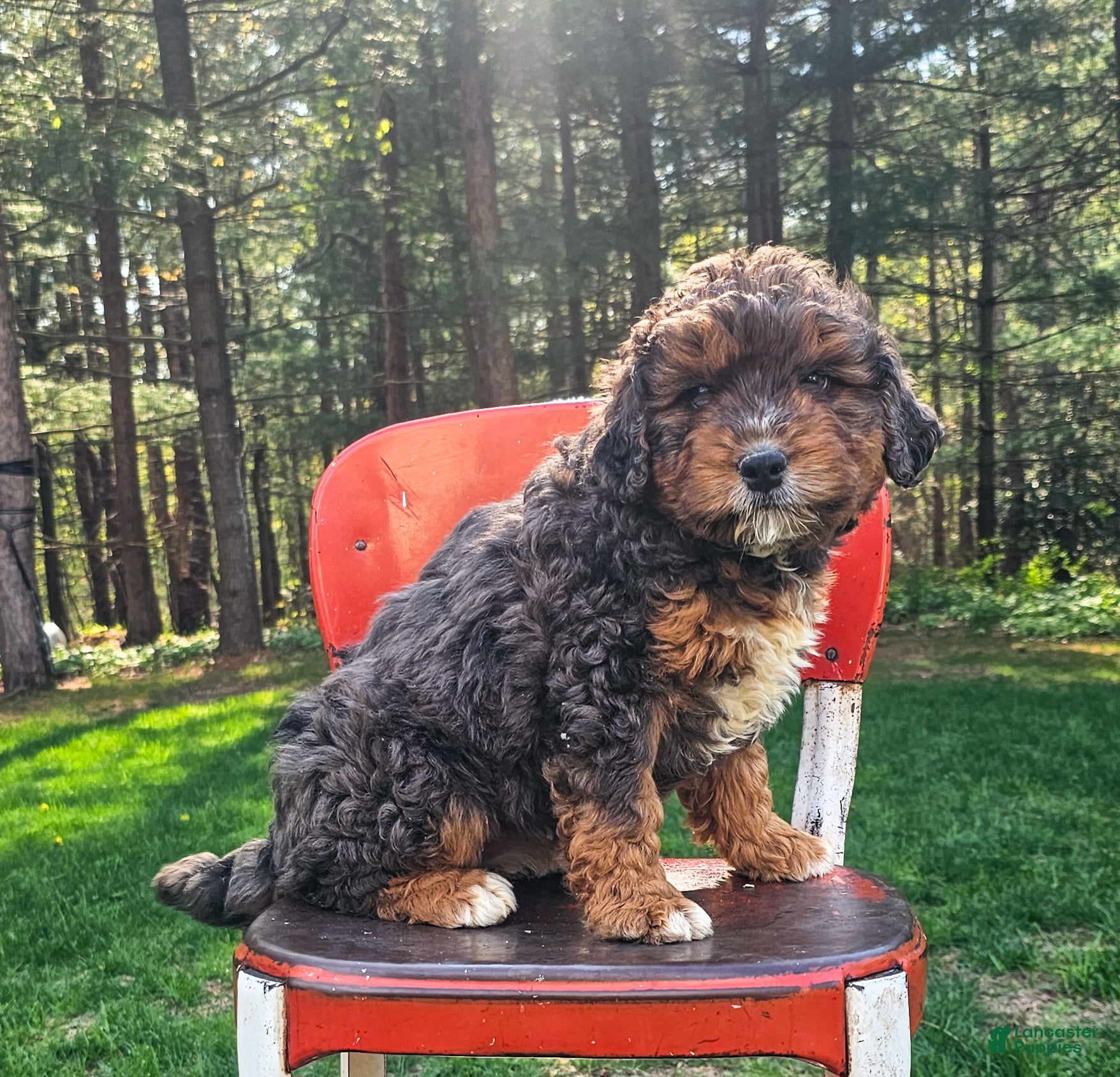Mini Bernedoodle dogs Daisy - Ad 2