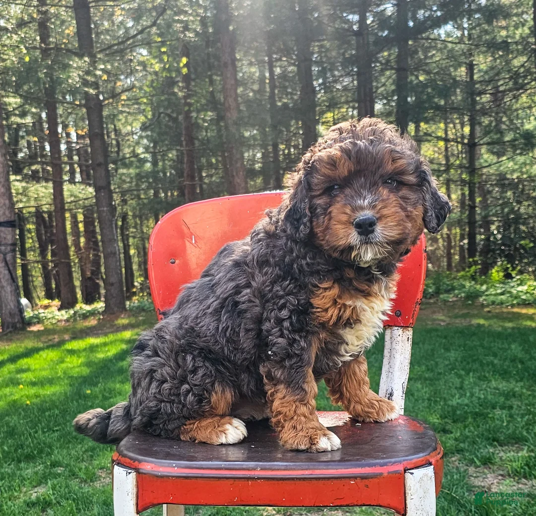 Mini Bernedoodle dogs for sale: Daisy - Ad 2