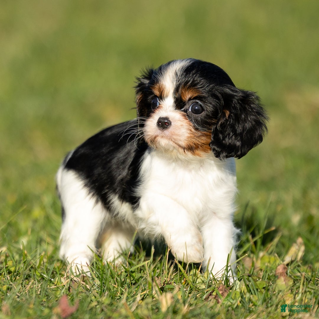 Cavalier King Charles Spaniel dogs for sale: Britney - Ad 6