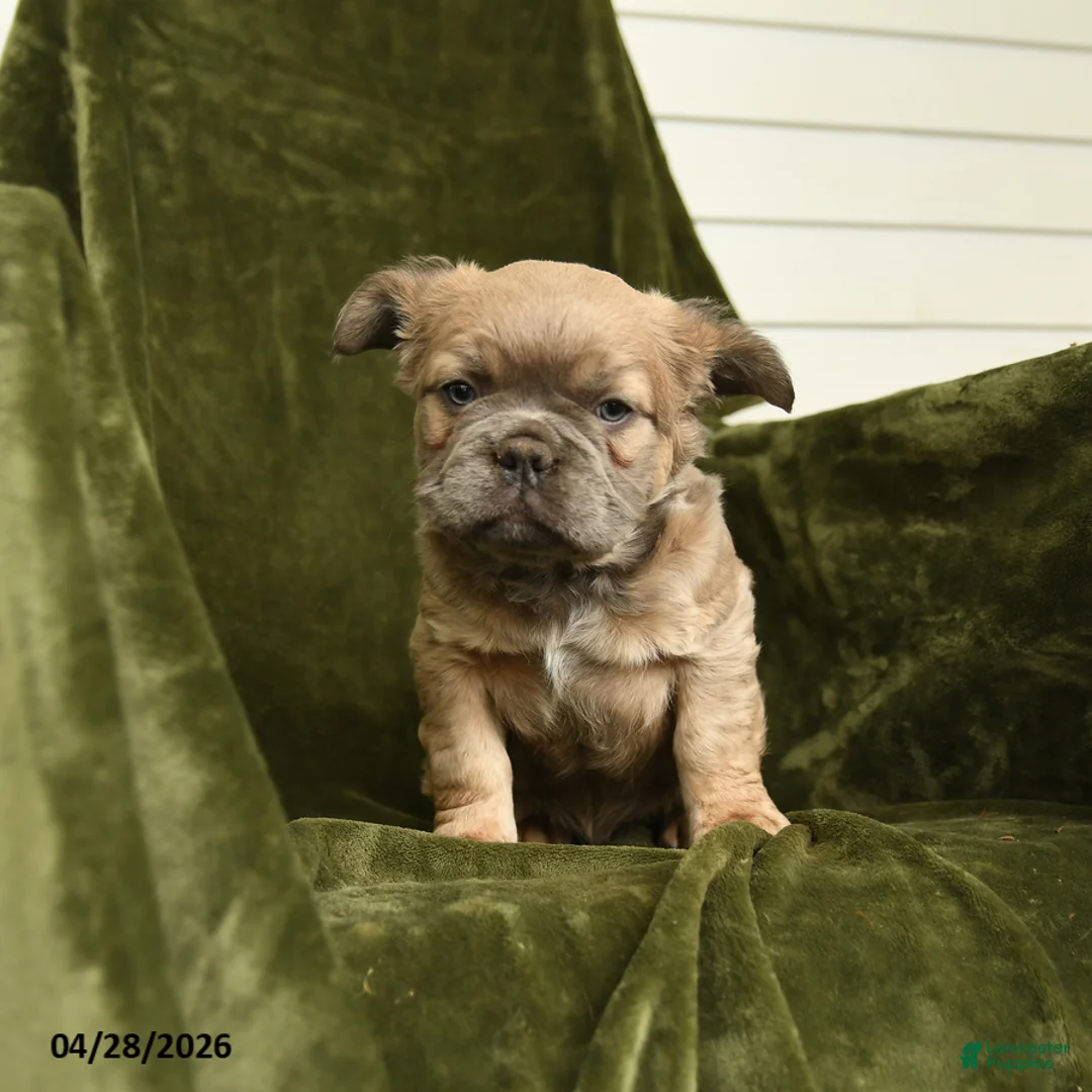 French Bulldog dogs for sale: Trouper - Ad 2
