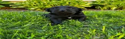 Labrador Retriever dogs for sale: Phillipe - Ad 13
