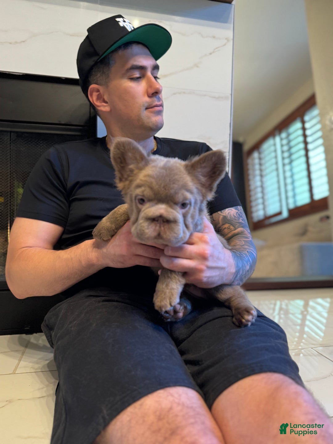 French Bulldog dogs for sale: Madison and Smoore fluffy french bulldog female long hair Merle  - Ad 5