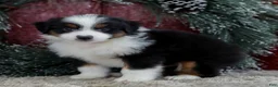 Miniature Australian Shepherd dogs for sale: Cody - Ad 2
