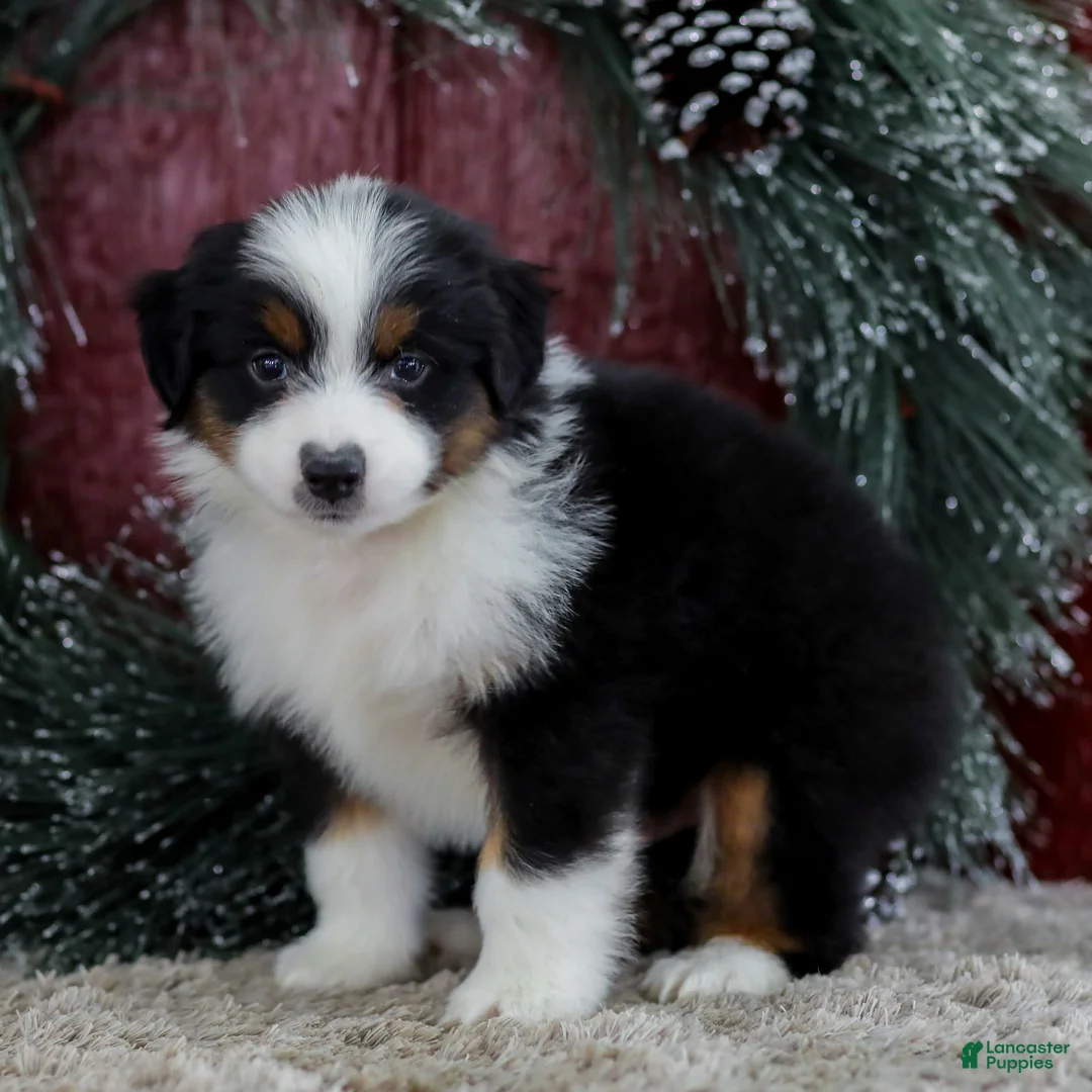 Miniature Australian Shepherd dogs for sale: Cody - Ad 2