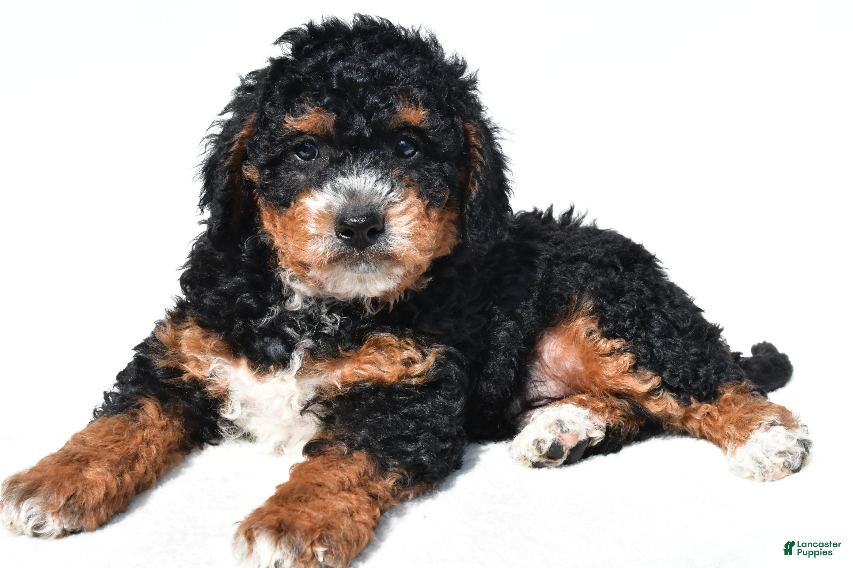 Mini Bernedoodle dogs Nick - Ad 2