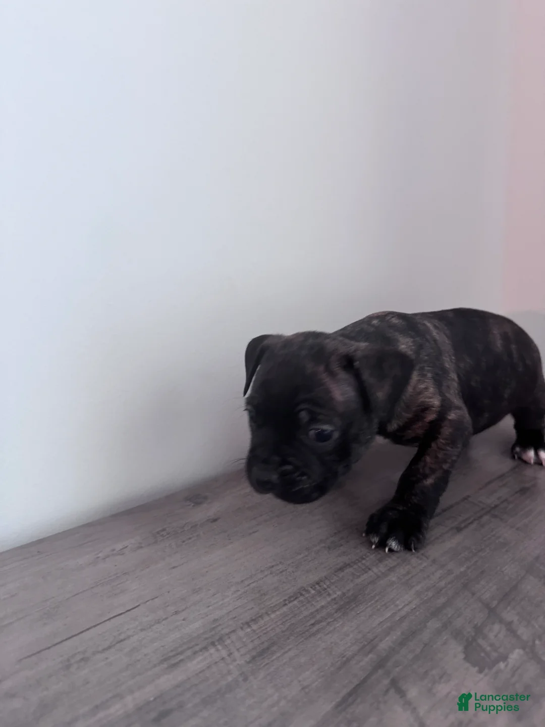 Mixed Breed dogs for sale: S’mores 🐾🤎 - Ad 1