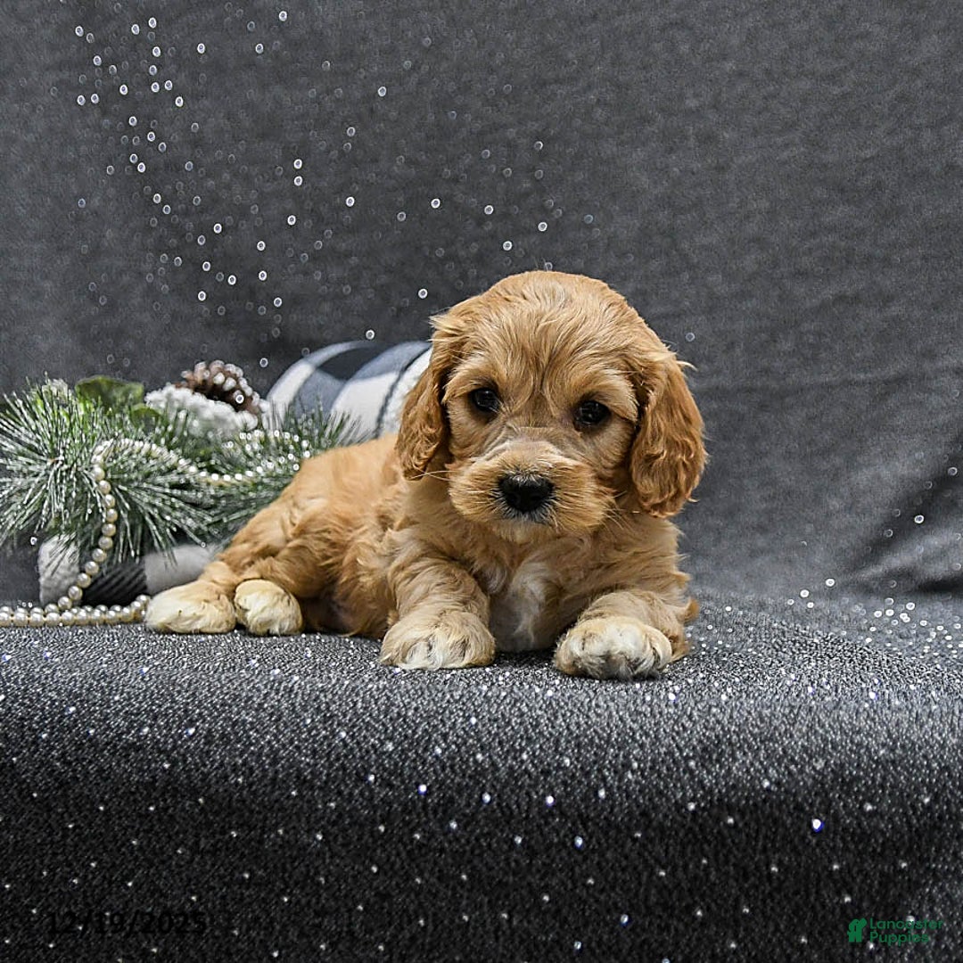 Cavapoo dogs for sale: Patches - Ad 4