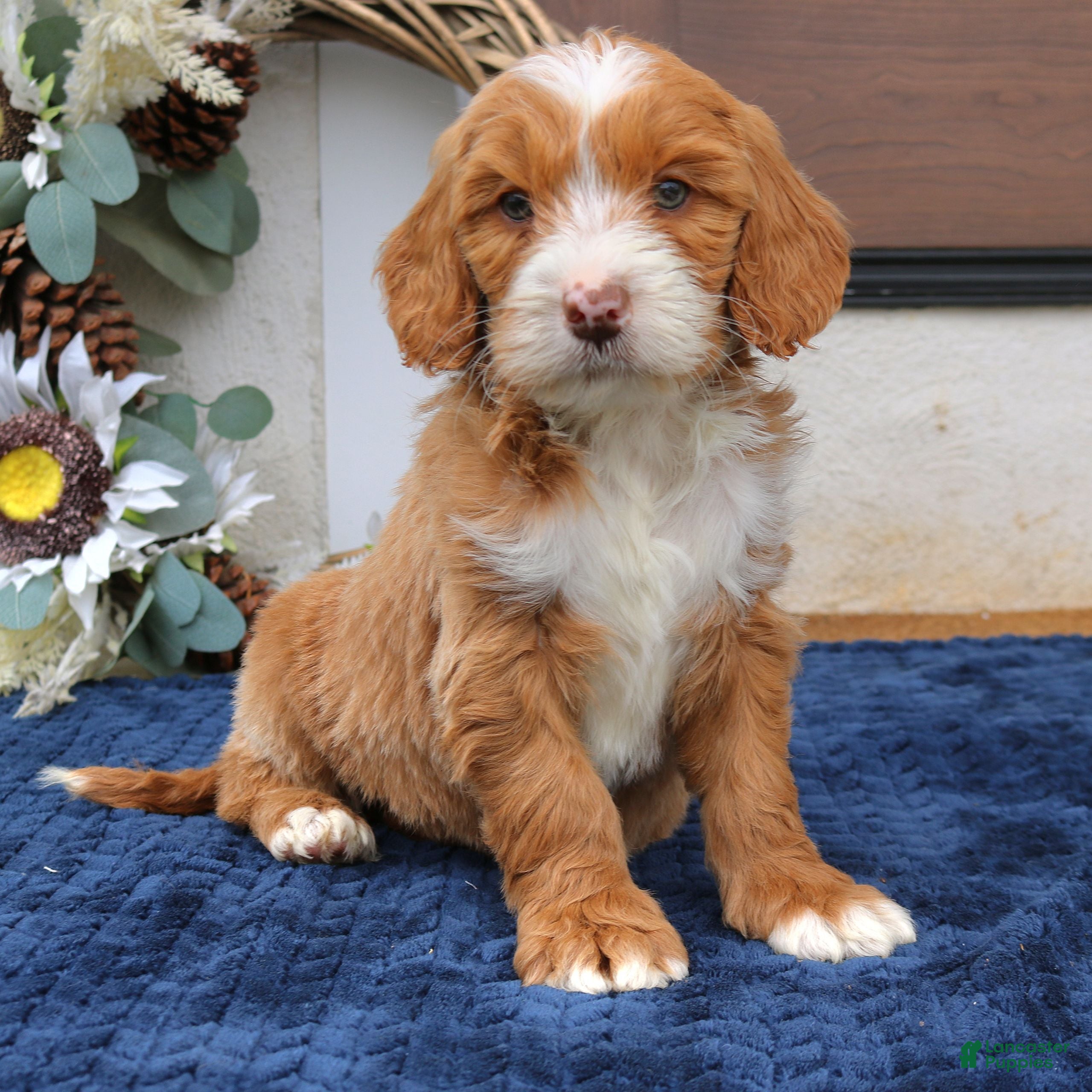 Mini Goldendoodle dogs for sale: Carter  - Ad 3