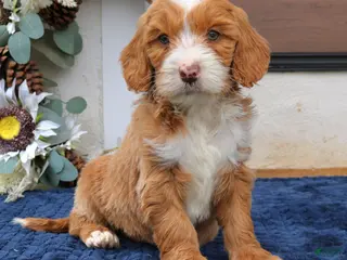 Mini Goldendoodle dogs for sale: Carter - Ad 3