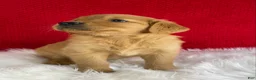 Golden Retriever dogs for sale: Maggie - Ad 2