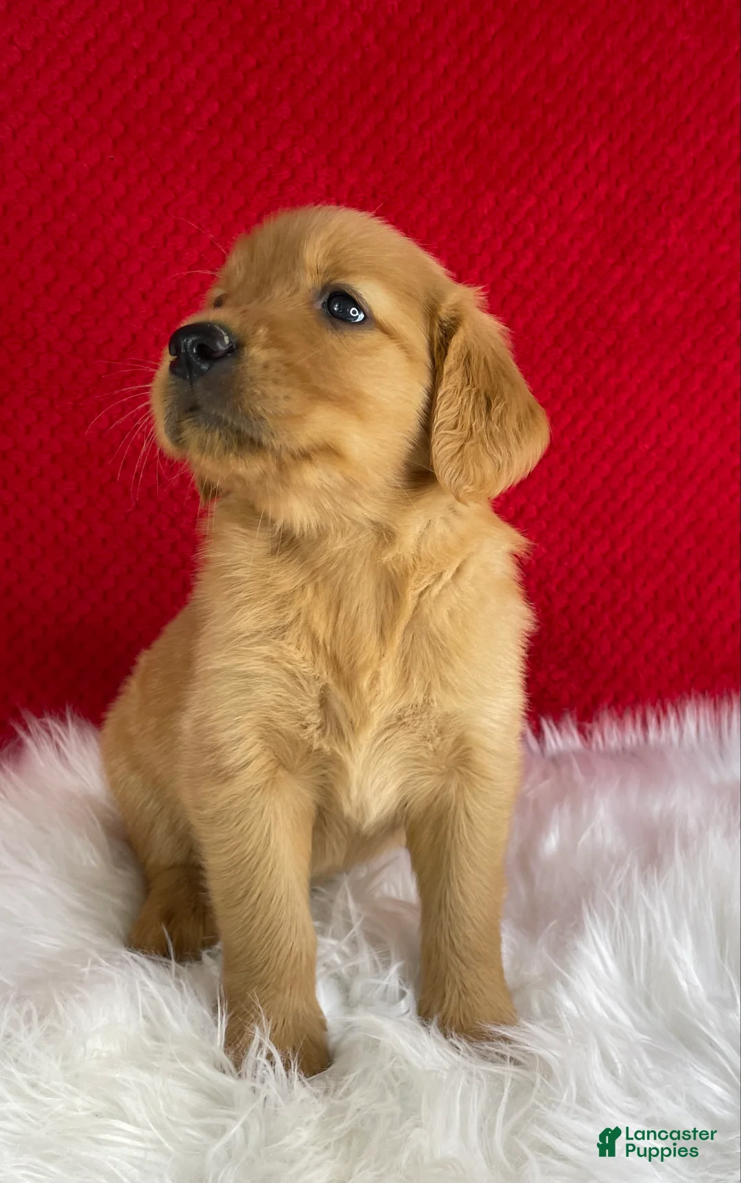 Golden Retriever dogs for sale: Maggie - Ad 2