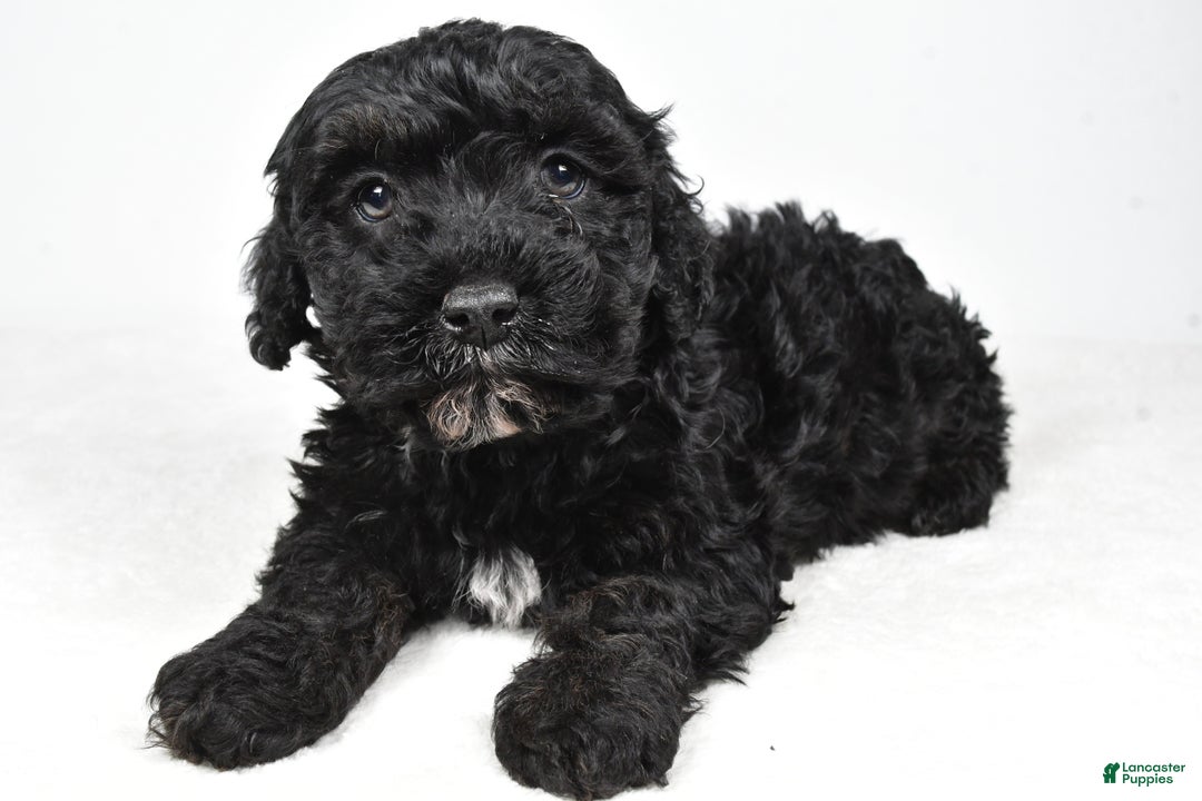 Cockapoo dogs for sale: Baker - Ad 6
