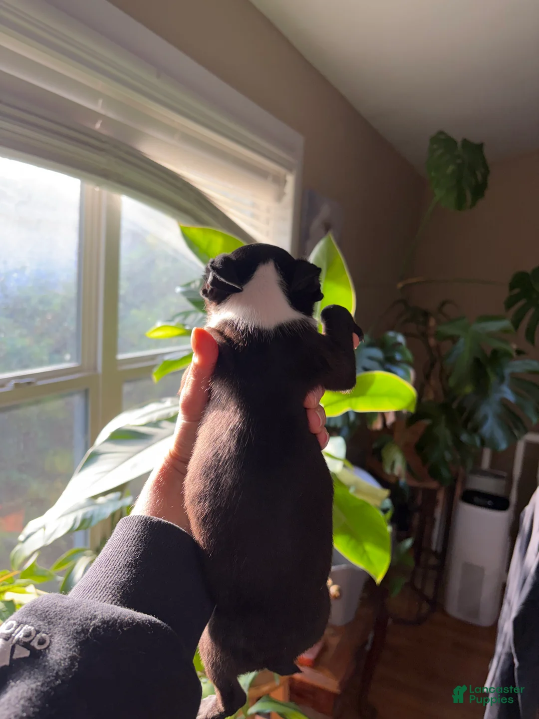 Boston Terrier dogs for sale: Boston Terrier 3 - Ad 2