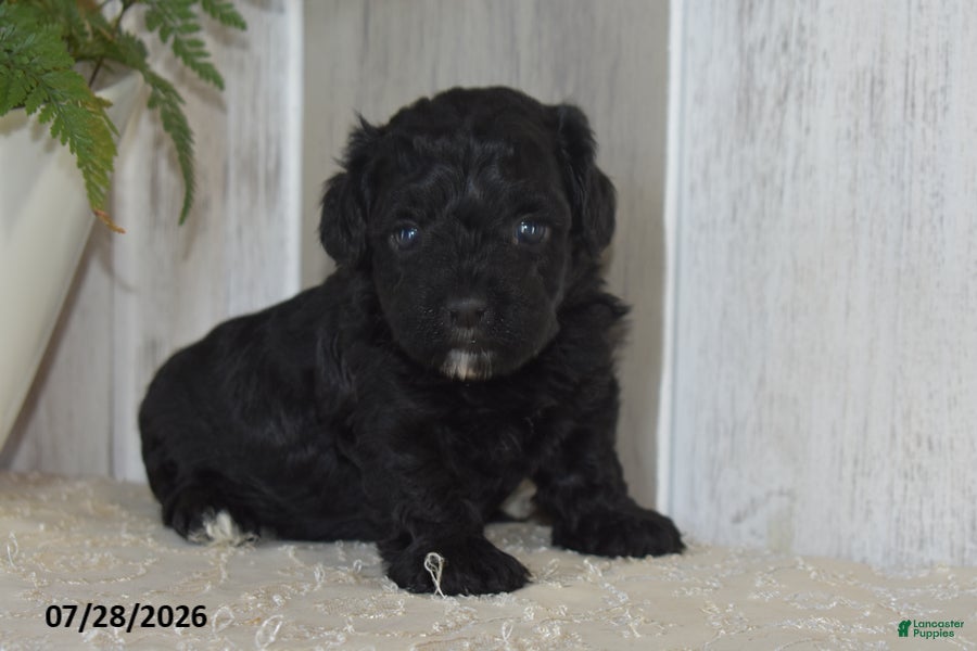 Maltipoo dogs Piper - Ad 1