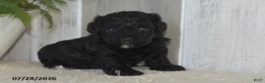 Piper