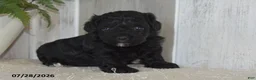 Maltipoo dogs for sale: Piper - Ad 1