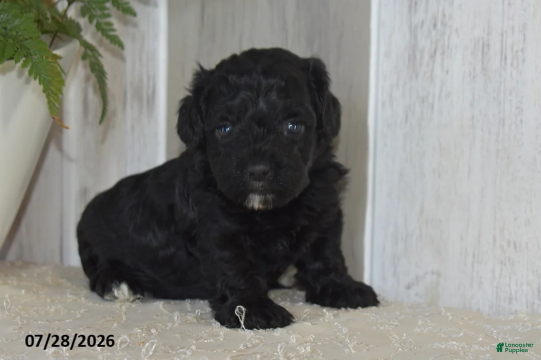 Maltipoo dogs for sale: Piper - Ad 1