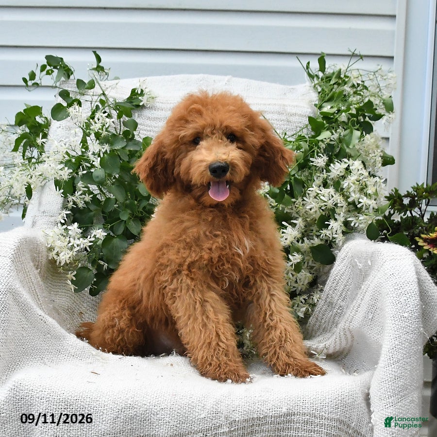 Goldendoodle dogs Jordan - Ad 1